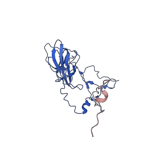 12764_7o9m_D_v1-0
Human mitochondrial ribosome large subunit assembly intermediate with MTERF4-NSUN4, MRM2, MTG1 and the MALSU module