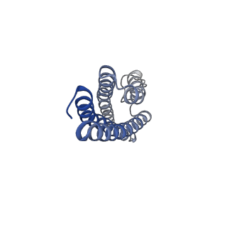 12805_7oce_G_v1-2
Resting state GluA1/A2 AMPA receptor in complex with TARP gamma 8 and CNIH2 (LBD-TMD)