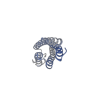 12806_7ocf_E_v1-2
Active state GluA1/A2 AMPA receptor in complex with TARP gamma 8 and CNIH2 (LBD-TMD)