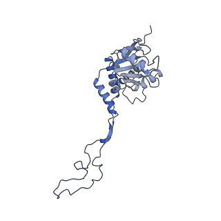 12845_7odr_F_v2-0
State A of the human mitoribosomal large subunit assembly intermediate