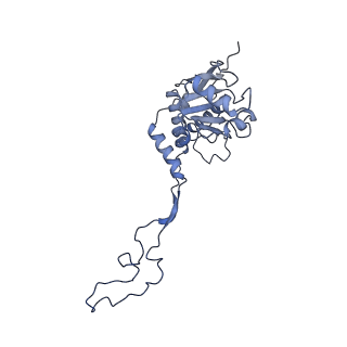12847_7odt_F_v1-2
State C of the human mitoribosomal large subunit assembly intermediate