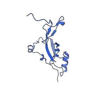 12847_7odt_Z_v1-2
State C of the human mitoribosomal large subunit assembly intermediate