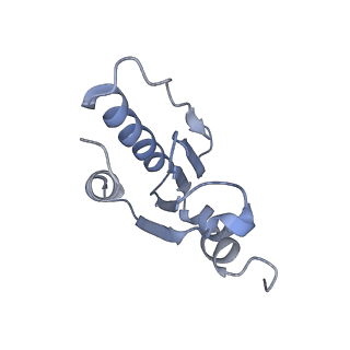 12847_7odt_u_v1-2
State C of the human mitoribosomal large subunit assembly intermediate