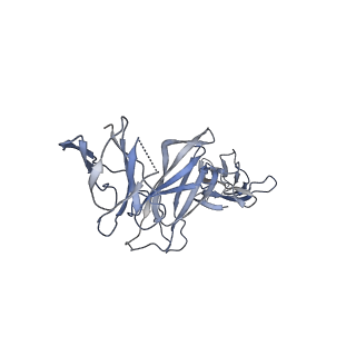 16820_8odz_B_v1-0
Cryo-EM structure of a pre-dimerized murine IL-12 complete extracellular signaling complex (Class 1).