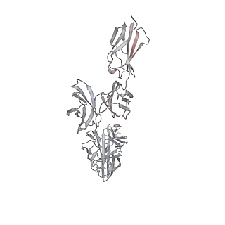 16821_8oe0_D_v1-0
Cryo-EM structure of a pre-dimerized murine IL-12 complete extracellular signaling complex (Class 2).