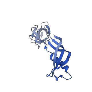 16838_8oew_G_v1-2
Structure of the mammalian Pol II-Elongin complex, lacking the ELOA latch (composite structure, structure 2)