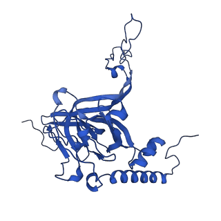 12867_7of2_E_v1-2
Structure of a human mitochondrial ribosome large subunit assembly intermediate in complex with GTPBP6.
