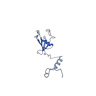 12867_7of2_U_v1-2
Structure of a human mitochondrial ribosome large subunit assembly intermediate in complex with GTPBP6.