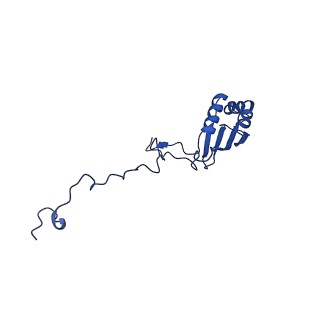 12867_7of2_b_v1-2
Structure of a human mitochondrial ribosome large subunit assembly intermediate in complex with GTPBP6.