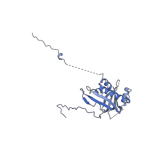 12867_7of2_d_v1-2
Structure of a human mitochondrial ribosome large subunit assembly intermediate in complex with GTPBP6.
