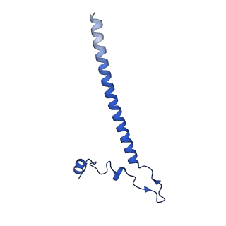 12867_7of2_j_v1-2
Structure of a human mitochondrial ribosome large subunit assembly intermediate in complex with GTPBP6.