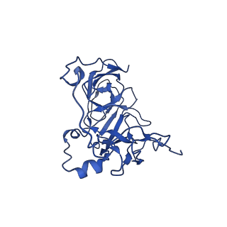 12869_7of4_D_v1-2
Structure of mature human mitochondrial ribosome large subunit in complex with GTPBP6 (PTC conformation 1).