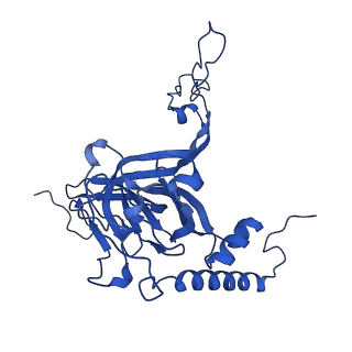 12869_7of4_E_v1-2
Structure of mature human mitochondrial ribosome large subunit in complex with GTPBP6 (PTC conformation 1).