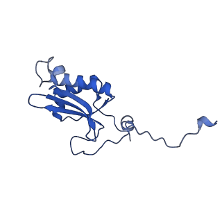 12869_7of4_P_v1-2
Structure of mature human mitochondrial ribosome large subunit in complex with GTPBP6 (PTC conformation 1).