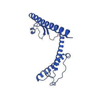 12869_7of4_Y_v1-2
Structure of mature human mitochondrial ribosome large subunit in complex with GTPBP6 (PTC conformation 1).