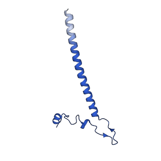 12869_7of4_j_v1-2
Structure of mature human mitochondrial ribosome large subunit in complex with GTPBP6 (PTC conformation 1).