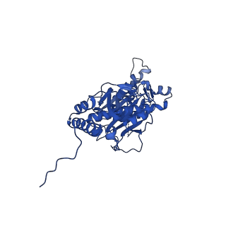 12869_7of4_s_v1-2
Structure of mature human mitochondrial ribosome large subunit in complex with GTPBP6 (PTC conformation 1).