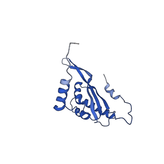12870_7of5_T_v1-2
Structure of a human mitochondrial ribosome large subunit assembly intermediate in complex with MTERF4-NSUN4 and GTPBP5 (dataset2).