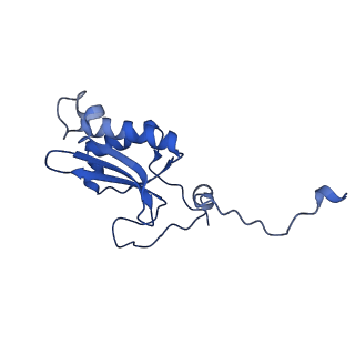 12871_7of6_P_v1-2
Structure of mature human mitochondrial ribosome large subunit in complex with GTPBP6 (PTC conformation 2).