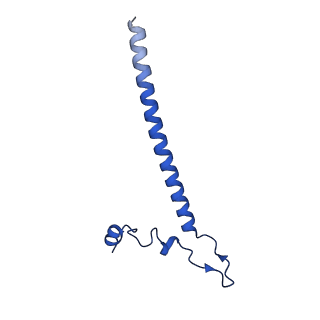 12871_7of6_j_v1-2
Structure of mature human mitochondrial ribosome large subunit in complex with GTPBP6 (PTC conformation 2).