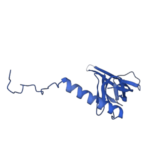 12872_7of7_S_v1-1
Structure of a human mitochondrial ribosome large subunit assembly intermediate in complex with MTERF4-NSUN4 and GTPBP5 (dataset1).