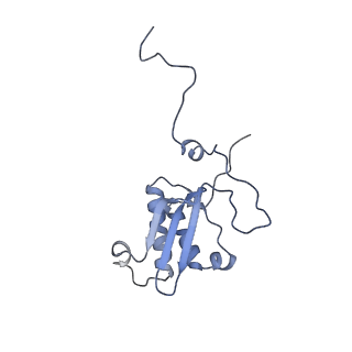 12877_7og4_XP_v1-0
Human mitochondrial ribosome in complex with P/E-tRNA