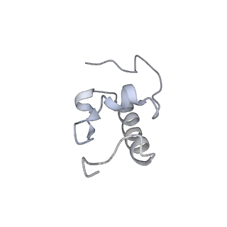 20056_6ogf_W_v1-1
70S termination complex with RF2 bound to the UGA codon. Partially rotated ribosome with RF2 bound (Structure III).