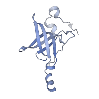 20056_6ogf_p_v1-1
70S termination complex with RF2 bound to the UGA codon. Partially rotated ribosome with RF2 bound (Structure III).