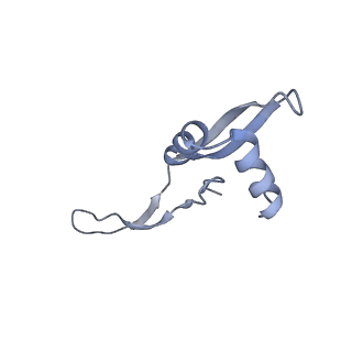 20056_6ogf_x_v1-2
70S termination complex with RF2 bound to the UGA codon. Partially rotated ribosome with RF2 bound (Structure III).