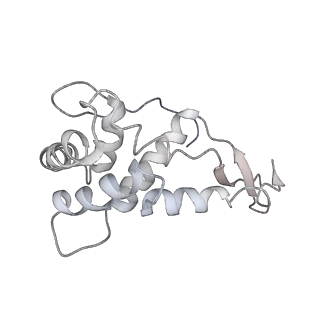 20057_6ogg_L_v1-2
70S termination complex with RF2 bound to the UGA codon. Rotated ribosome with RF2 bound (Structure IV).