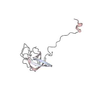 20057_6ogg_Q_v1-1
70S termination complex with RF2 bound to the UGA codon. Rotated ribosome with RF2 bound (Structure IV).