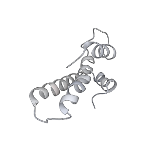 20057_6ogg_T_v1-1
70S termination complex with RF2 bound to the UGA codon. Rotated ribosome with RF2 bound (Structure IV).