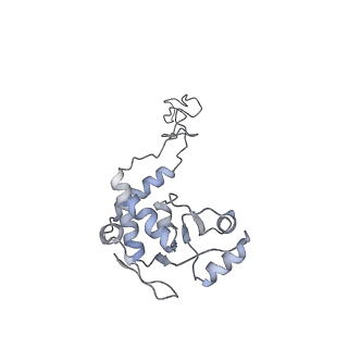 20057_6ogg_d_v1-1
70S termination complex with RF2 bound to the UGA codon. Rotated ribosome with RF2 bound (Structure IV).