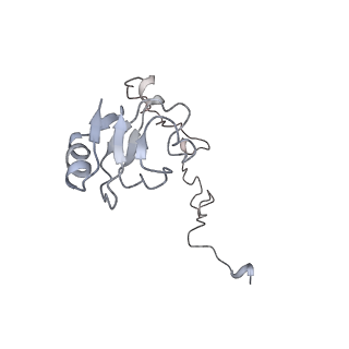 20057_6ogg_l_v1-1
70S termination complex with RF2 bound to the UGA codon. Rotated ribosome with RF2 bound (Structure IV).