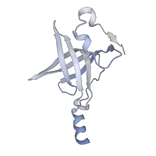 20057_6ogg_p_v1-2
70S termination complex with RF2 bound to the UGA codon. Rotated ribosome with RF2 bound (Structure IV).