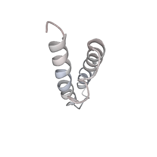 20057_6ogg_y_v1-2
70S termination complex with RF2 bound to the UGA codon. Rotated ribosome with RF2 bound (Structure IV).