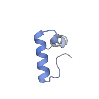 20058_6ogi_D_v1-1
70S termination complex with RF2 bound to the UAG codon. Rotated ribosome conformation (Structure V)