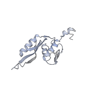 20058_6ogi_J_v1-1
70S termination complex with RF2 bound to the UAG codon. Rotated ribosome conformation (Structure V)