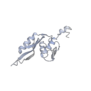 20058_6ogi_J_v1-2
70S termination complex with RF2 bound to the UAG codon. Rotated ribosome conformation (Structure V)