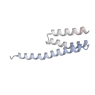 20058_6ogi_Y_v1-2
70S termination complex with RF2 bound to the UAG codon. Rotated ribosome conformation (Structure V)