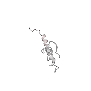20058_6ogi_Z_v1-1
70S termination complex with RF2 bound to the UAG codon. Rotated ribosome conformation (Structure V)