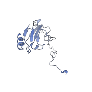 20058_6ogi_l_v1-1
70S termination complex with RF2 bound to the UAG codon. Rotated ribosome conformation (Structure V)