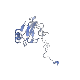 20058_6ogi_l_v1-2
70S termination complex with RF2 bound to the UAG codon. Rotated ribosome conformation (Structure V)