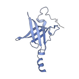 20058_6ogi_p_v1-1
70S termination complex with RF2 bound to the UAG codon. Rotated ribosome conformation (Structure V)