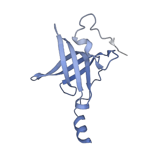 20058_6ogi_p_v1-2
70S termination complex with RF2 bound to the UAG codon. Rotated ribosome conformation (Structure V)