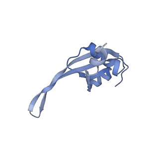 20058_6ogi_t_v1-1
70S termination complex with RF2 bound to the UAG codon. Rotated ribosome conformation (Structure V)