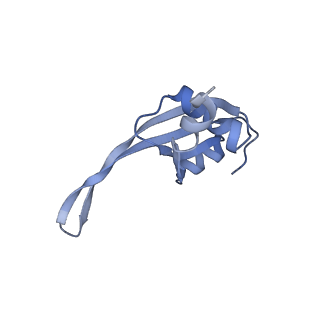 20058_6ogi_t_v1-2
70S termination complex with RF2 bound to the UAG codon. Rotated ribosome conformation (Structure V)