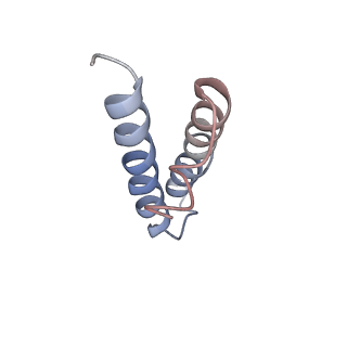 20058_6ogi_y_v1-1
70S termination complex with RF2 bound to the UAG codon. Rotated ribosome conformation (Structure V)