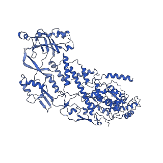 20060_6ogz_J_v1-3
In situ structure of Rotavirus RNA-dependent RNA polymerase at transcript-elongated state