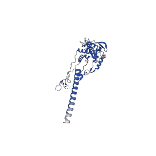 16880_8ohd_LC_v1-2
60S ribosomal subunit bound to the E3-UFM1 complex - state 3 (native)